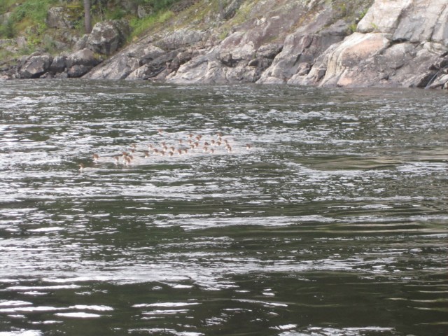 Supernanny. Skrakhona med egna och andras adopterade ungar