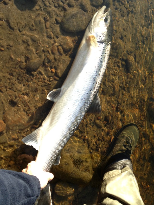 Eric Asplunds återutsatta laxbesa , 80 cm. Prästholmarna 20130513