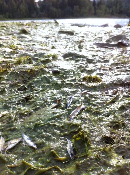 Nedre Ljungan Stocken söndagen den 15/9 2013. 