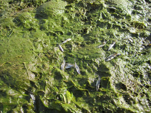 Döda yngel nedanför Stocken söndagen den 15/9 2013