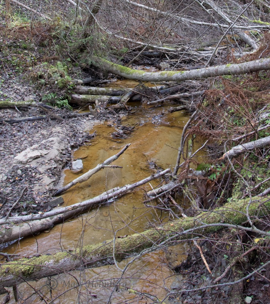 Foto Mats Holmberg Västbobäcken. Bilden är tagen strax nedströms där bäcken korsas av väg 568.