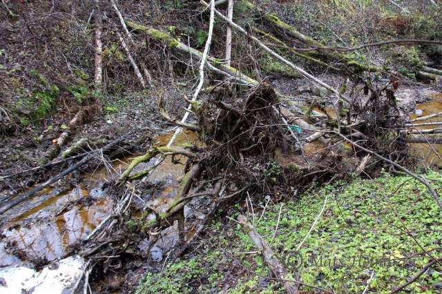 Foto Mats Holmberg Västbobäcken. Bilden är tagen strax nedströms där bäcken korsas av väg 568.