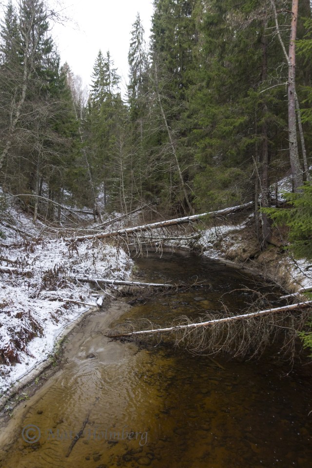 Foto Mats Holmberg. Tunomsbäcken. Mynningen.