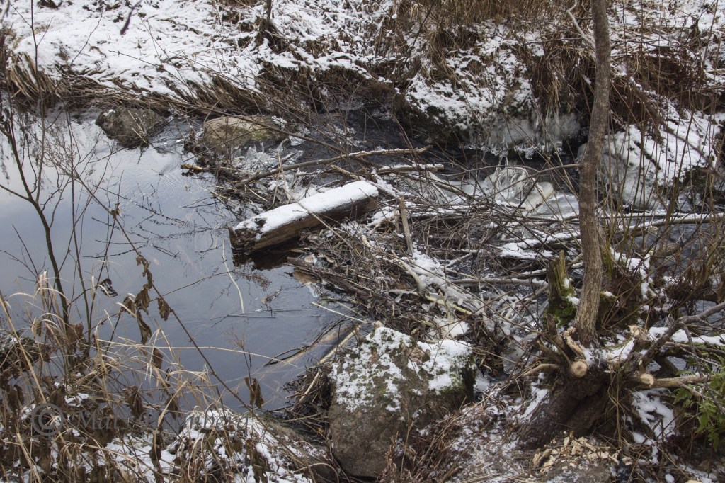 Foto Mats Holmberg. Tunomsbäcken. Bäverfördämning i Tunbyn.