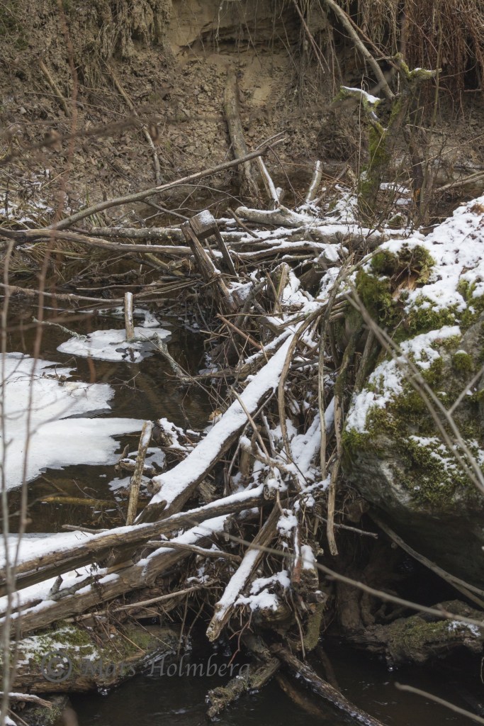 Foto Mats Holmberg. Tunomsbäcken. Bäverfördämning i Tunbyn.