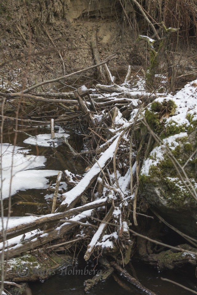 Foto Mats Holmberg. Tunomsbäcken. Bäverfördämning i Tunbyn.