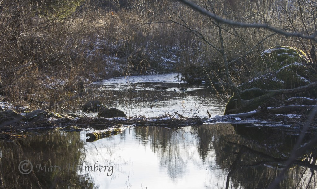 Foto Mats Holmberg. Tunomsbäcken. Vandringshinder, Klingstatjärn.
