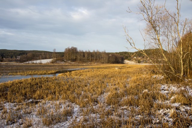 Foto Mats Holmberg. Tunomsbäcken. Vassbevuxet utlopp Klingstatjärn.