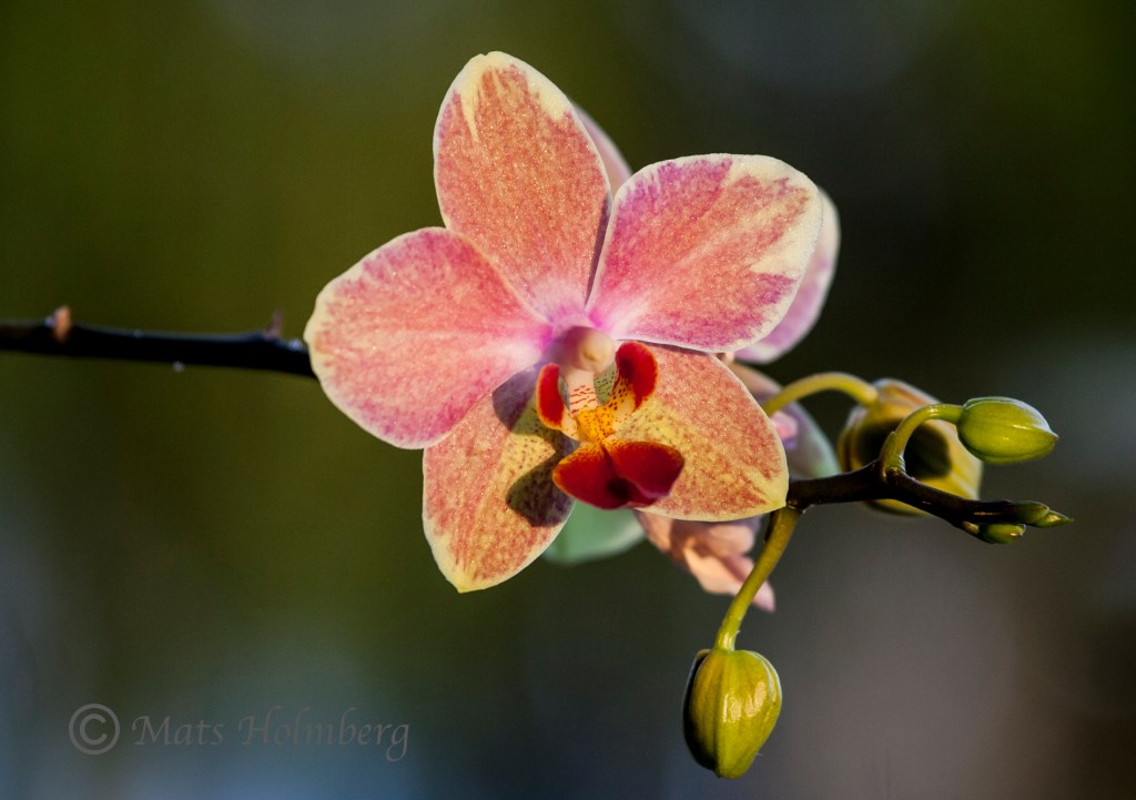 Foto Mats Holmberg Blommande orkidé