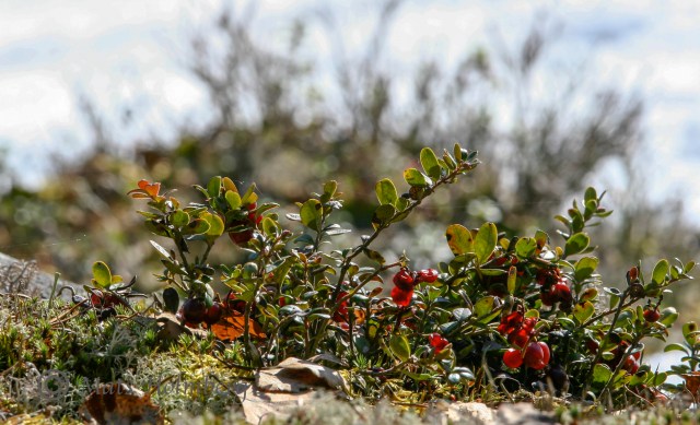 Övervintrade lingon i Brändön 