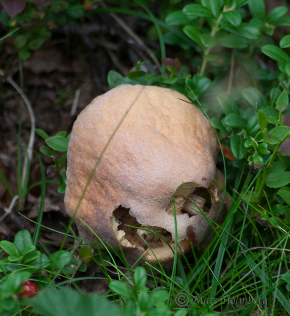 Foto Mats Holmberg Döskallesvamp på Storkläppen C