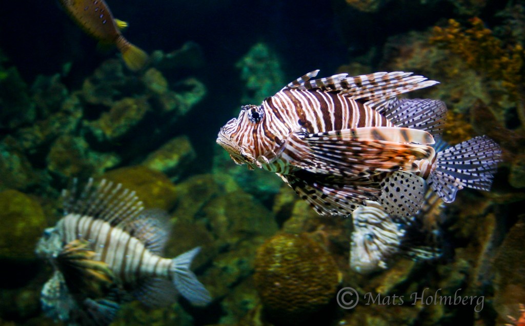 Foto Mats Holmberg Drakfisk