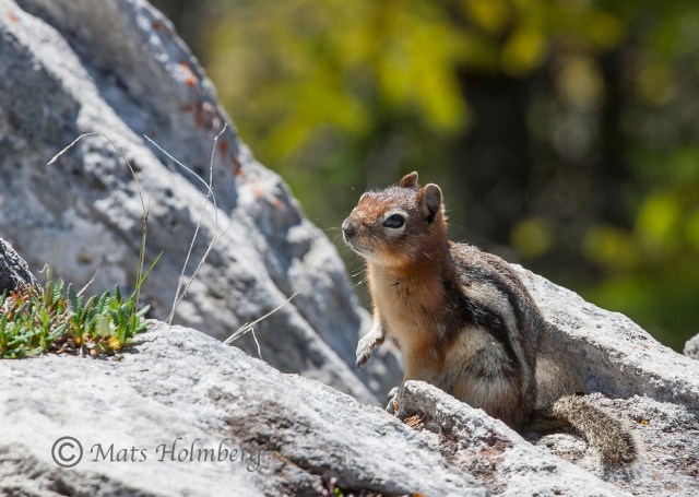 Foto Mats Holmberg Ekorre på Sulphur Mountain, Banff 