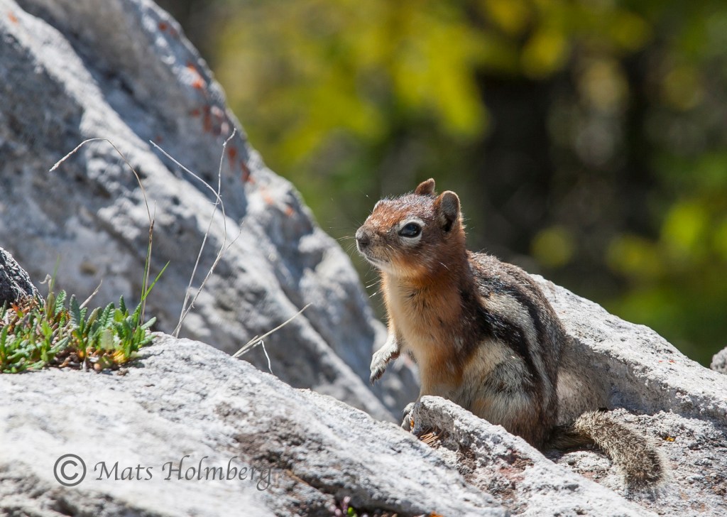Foto Mats Holmberg Ekorre på Sulphur Mountain, Banff