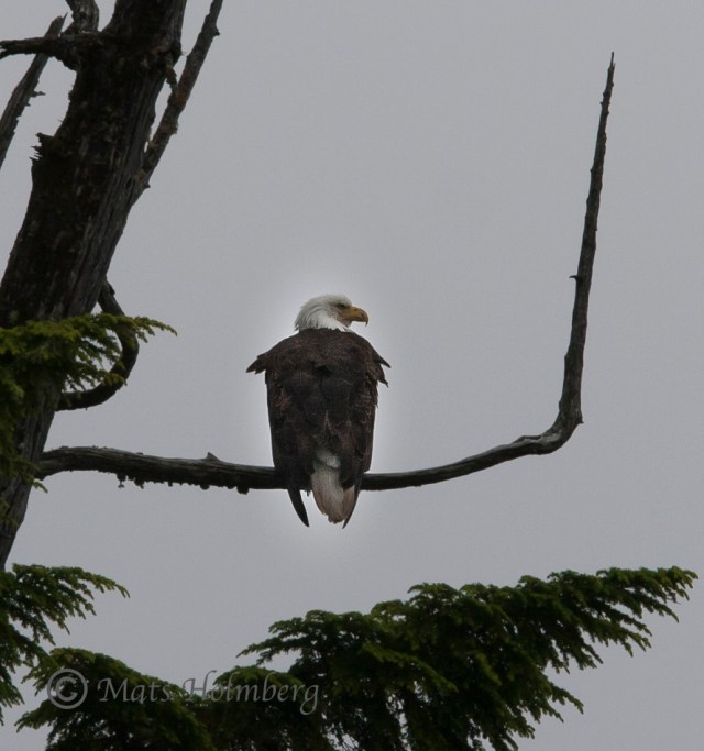 Foto Mats Holmberg Ensam havsörn Vancouver Island  