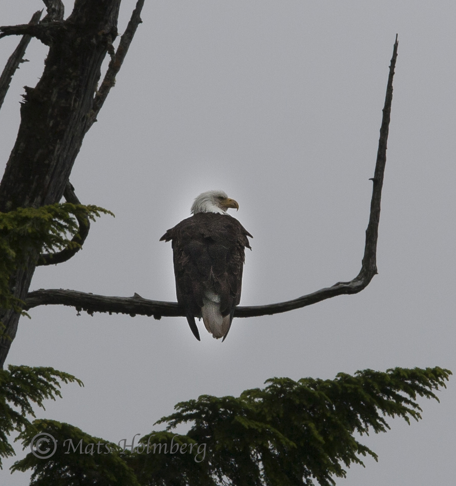Foto Mats Holmberg Ensam havsörn Vancouver Island