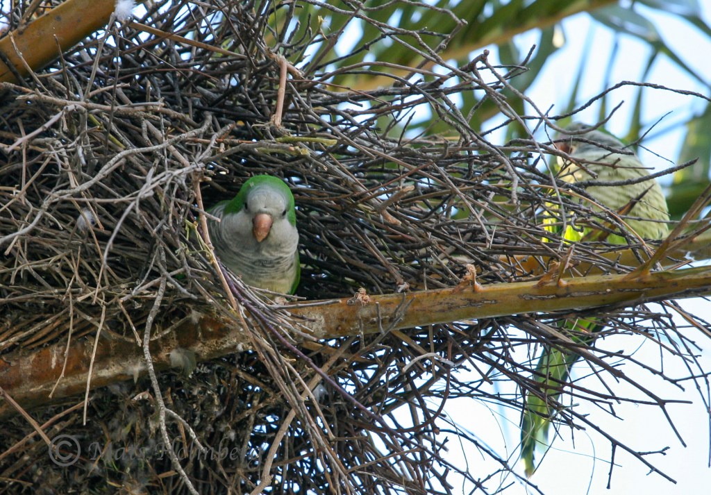 Fågel i bo i Barcelona