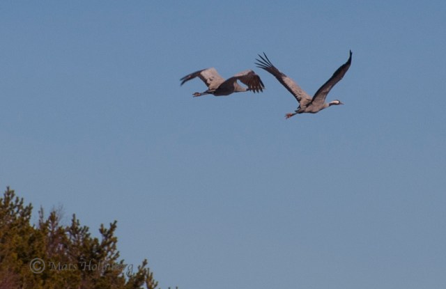 Foto Mats Holmberg Flygande tranor vid E4 Hörnefors C