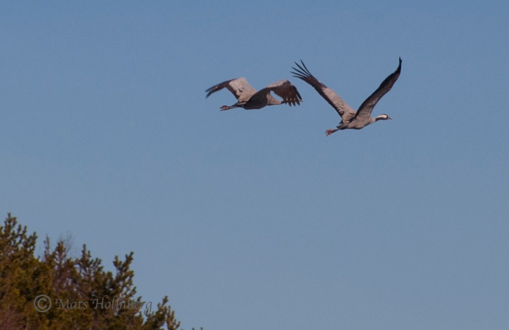 Foto Mats Holmberg Flygande tranor vid E4 Hörnefors C