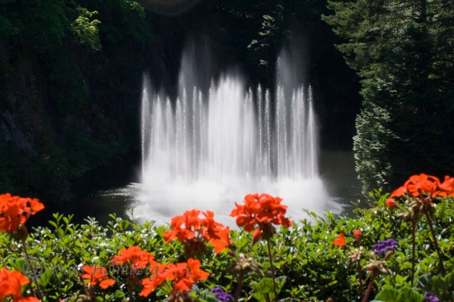 Foto Mats Holmberg Fontän i Butcharts Garden 