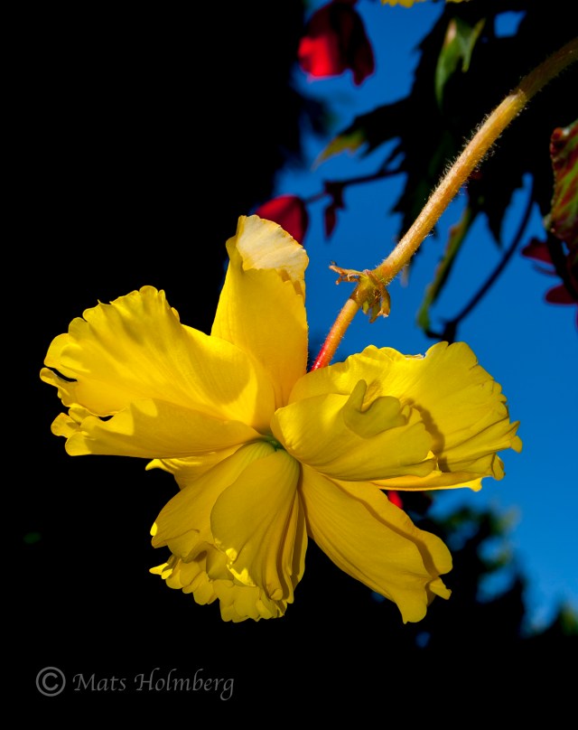 Foto Mats Holmberg Gul blomma Butcharts Garden 