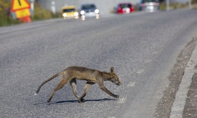 Photo Svanthe Harström Stackars skabbräv Poor sick fox