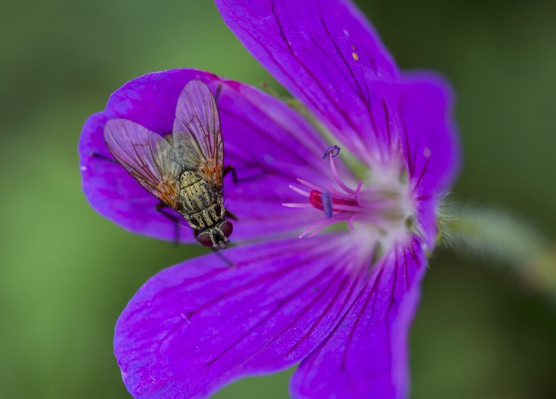Photo Svanthe Harström Fly in flower