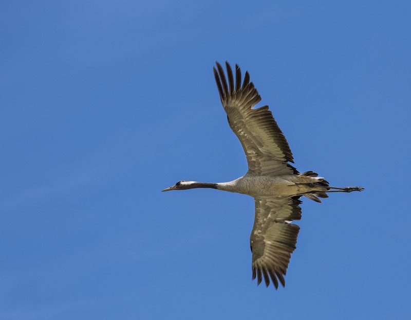 Photo Svanthe Harström Trana i flykt