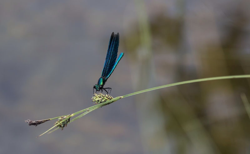 Photo Svanthe Harström Trollslända