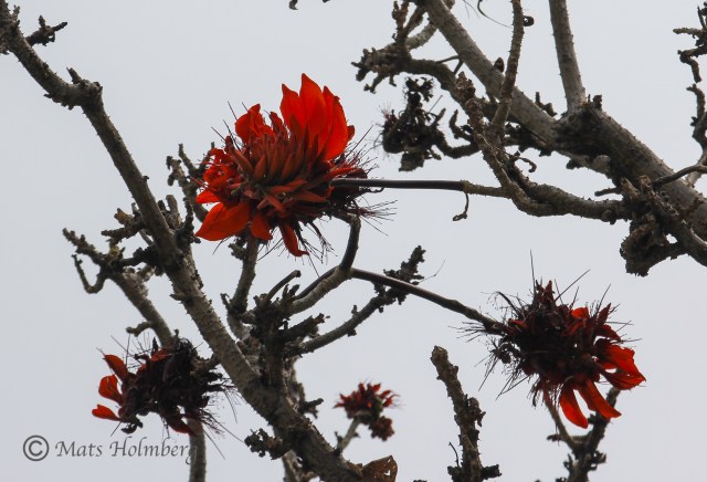 Foto Mats Holmberg  Röd blomma på naken kvist i Hainan