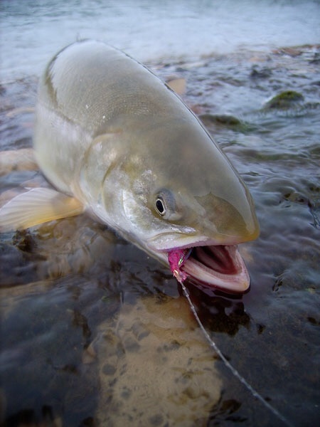Photo Svanthe Harström.  Arctic char Canada
