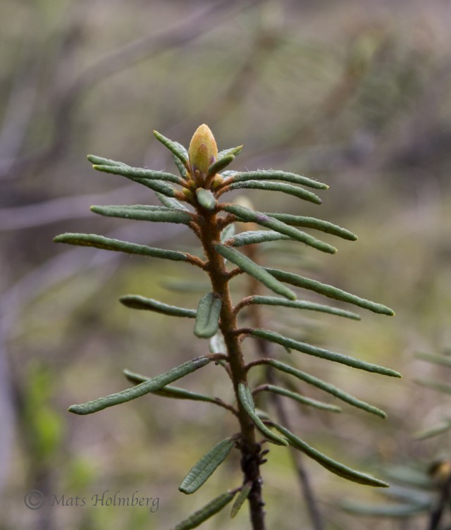 Foto Mats Holmberg  Skvattram på Brändön