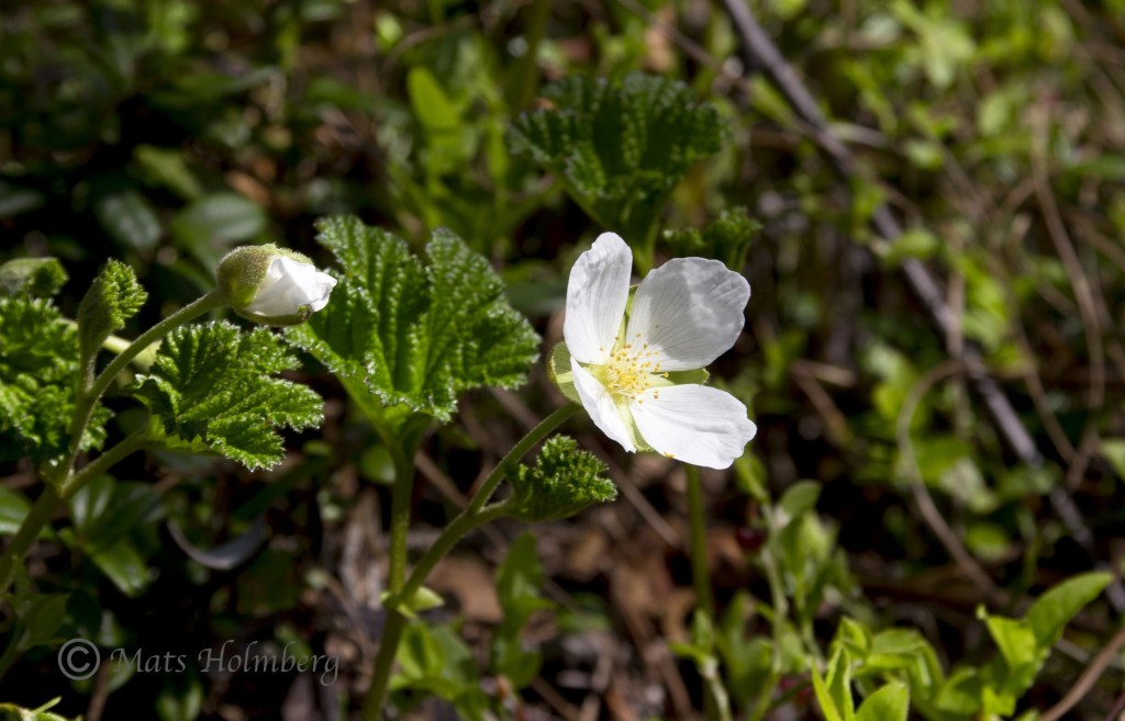 Foto Mats Holmberg Hjortronblom på Brändön