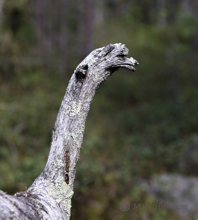 Foto Mats Holmberg  Rotvälta med fågelutseende