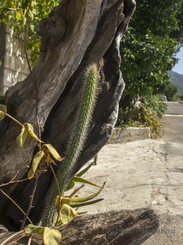 Foto Mats Holmberg  Kaktus på Mljet