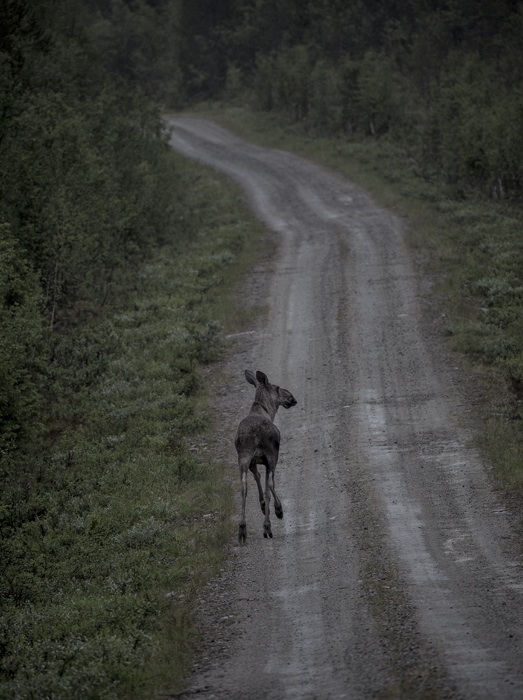 Photo Svanthe Harström Älg på grusväg 