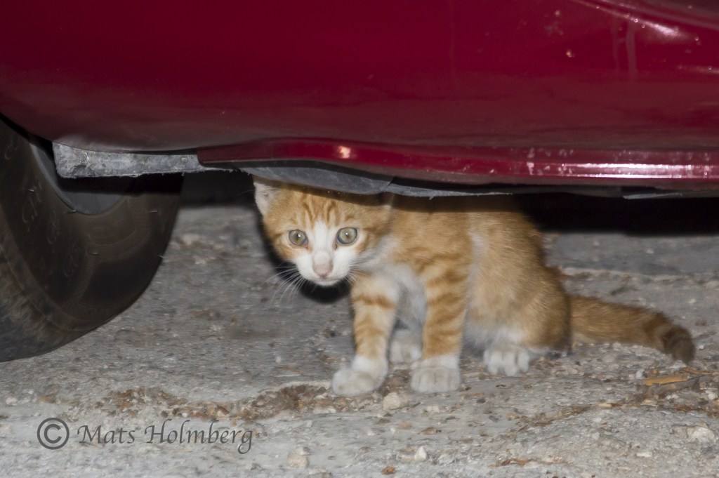 Foto Mats Holmberg Kattunge i Dubrovnik