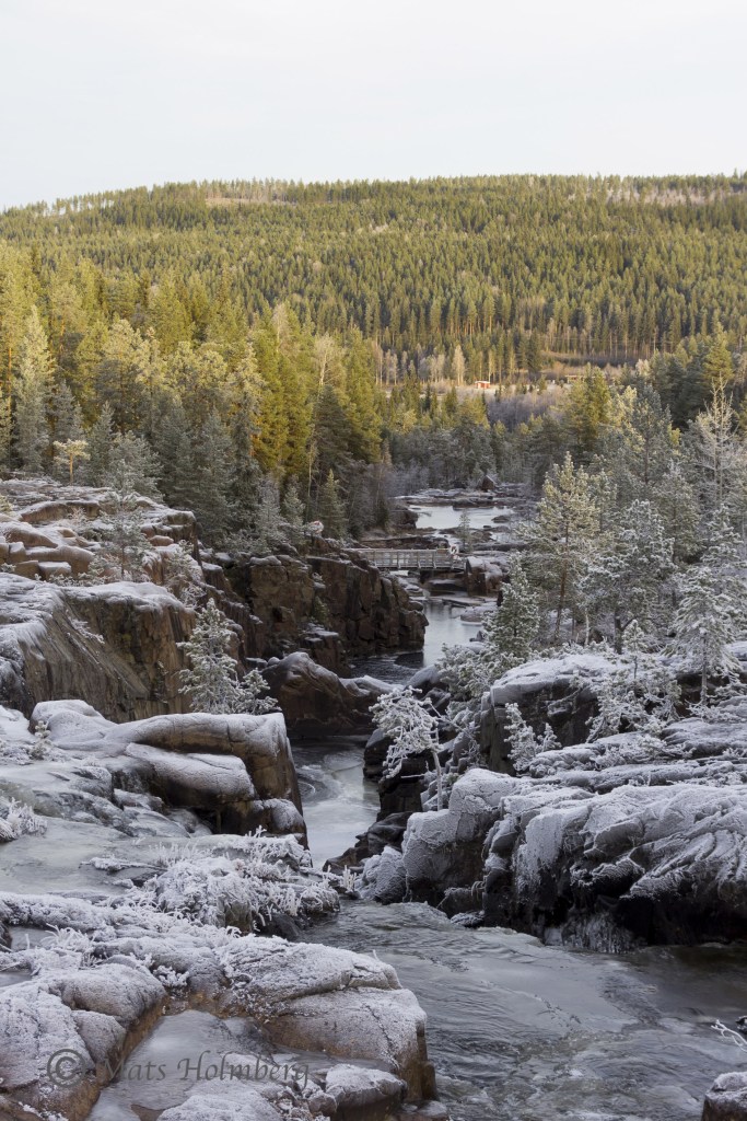 Foto Mats Holmberg Nyfrusen sidofåra i Storforsen