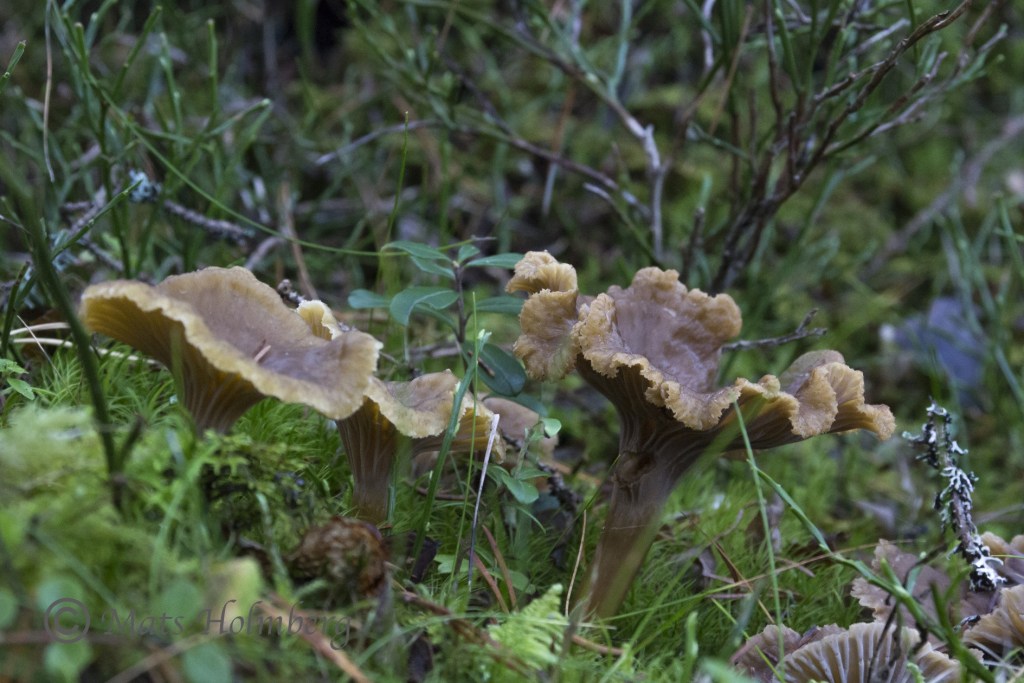 Foto Mats Holmberg Trattisar vid Svanängsstugan