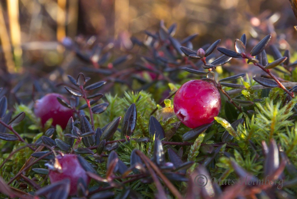 Foto Mats Holmberg Tranbär vid Håltjärn