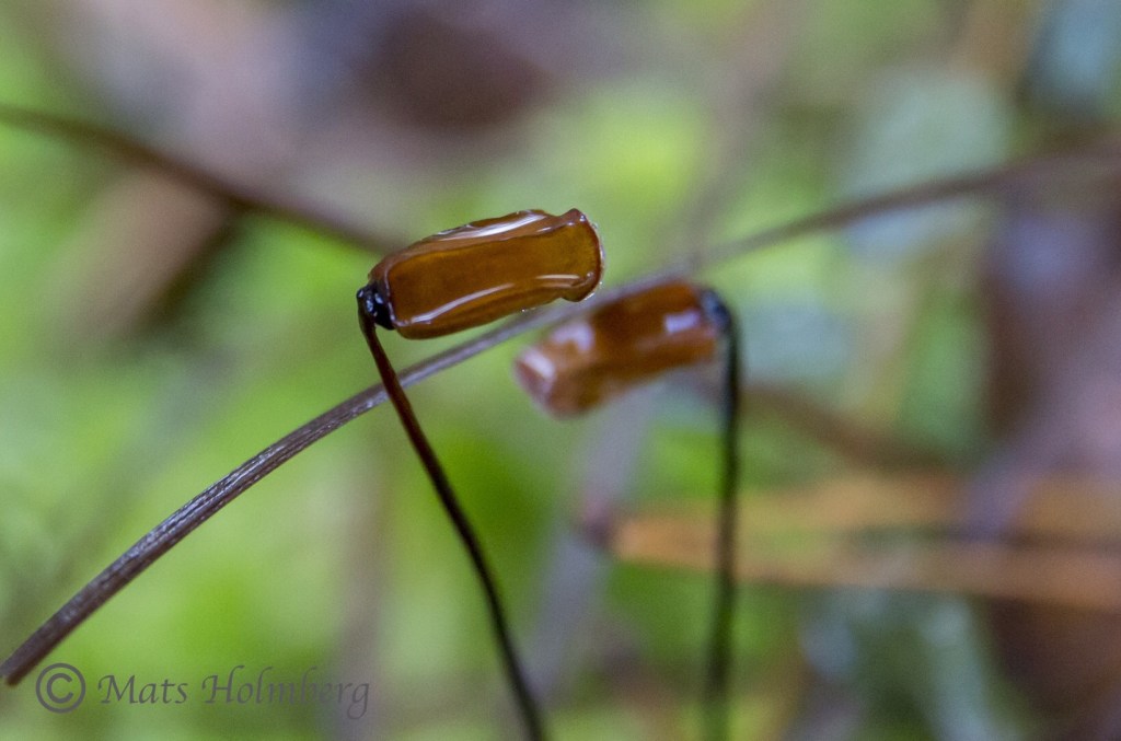 Foto Mats Holmberg Björnmossans frökapsel