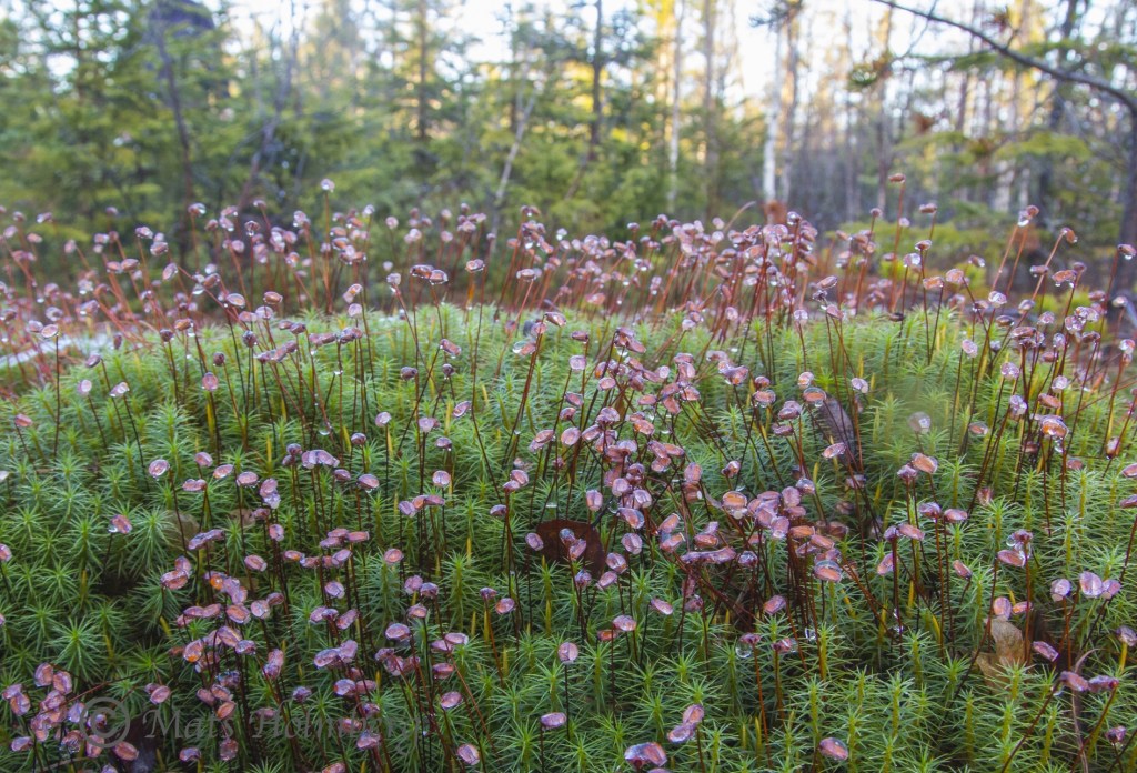 Foto Mats Holmberg Smörblommor i Gammelstuhölen