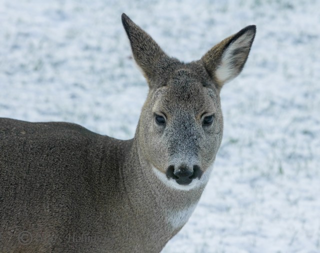 Foto Mats Holmberg Rådjur utanför altanen