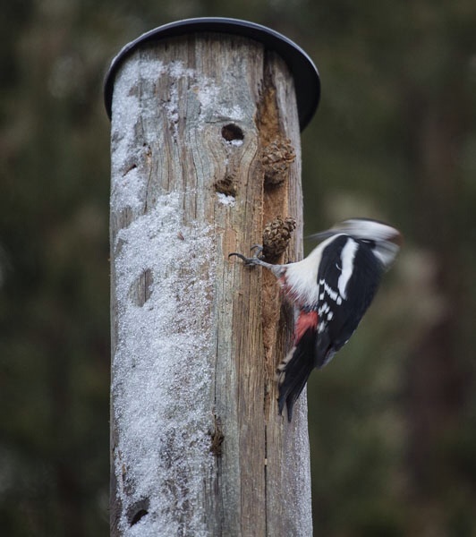 Photo Svanthe Harström Woodpecker 