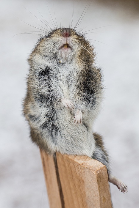 Photo Svanthe Harström Mouse in a trap