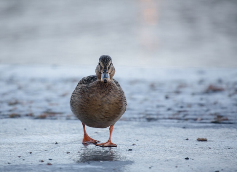 Photo Svanthe Harström Sundsvall harbor on Christmas Eve