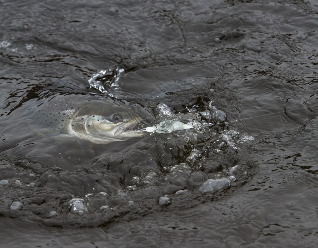Photo Svanthe Harström.  River Ljungan Sweden, seatrout