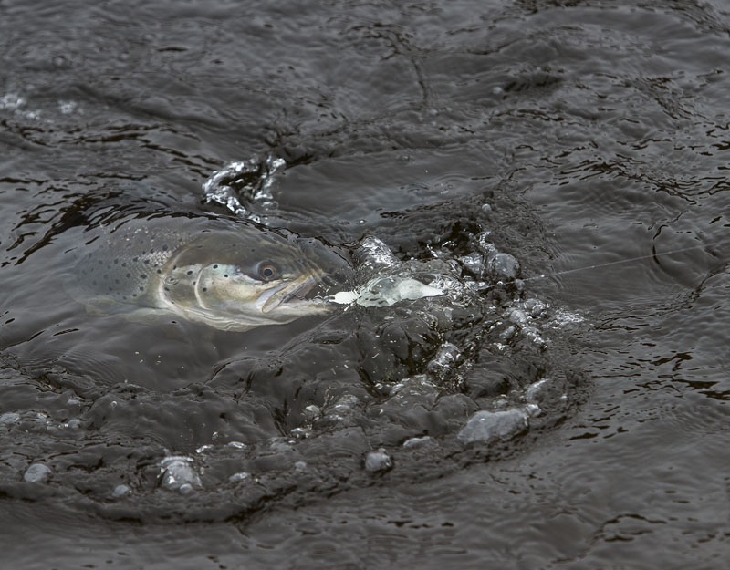 Photo Svanthe Harström.  River Ljungan Sweden, seatrout