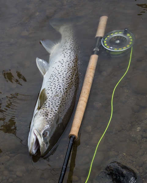 Photo Svanthe Harström.  River Ljungan Sweden, seatrout