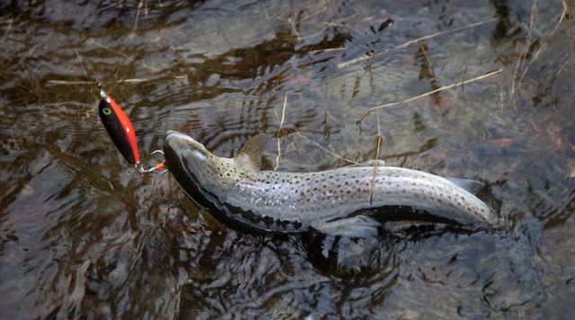 Photo Svanthe Harström.  River Ljungan Sweden, seatrout